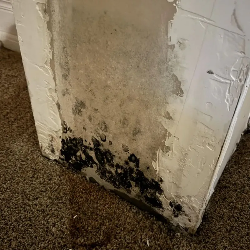 Professional Mold Removal in El Cerro Mission, NM